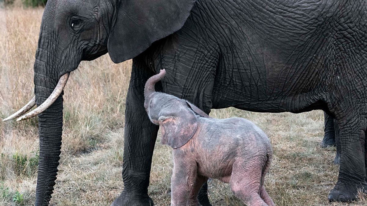 Różowe słoniątko urodziło się w Kenii. Zobacz to niecodzienne zjawisko 1