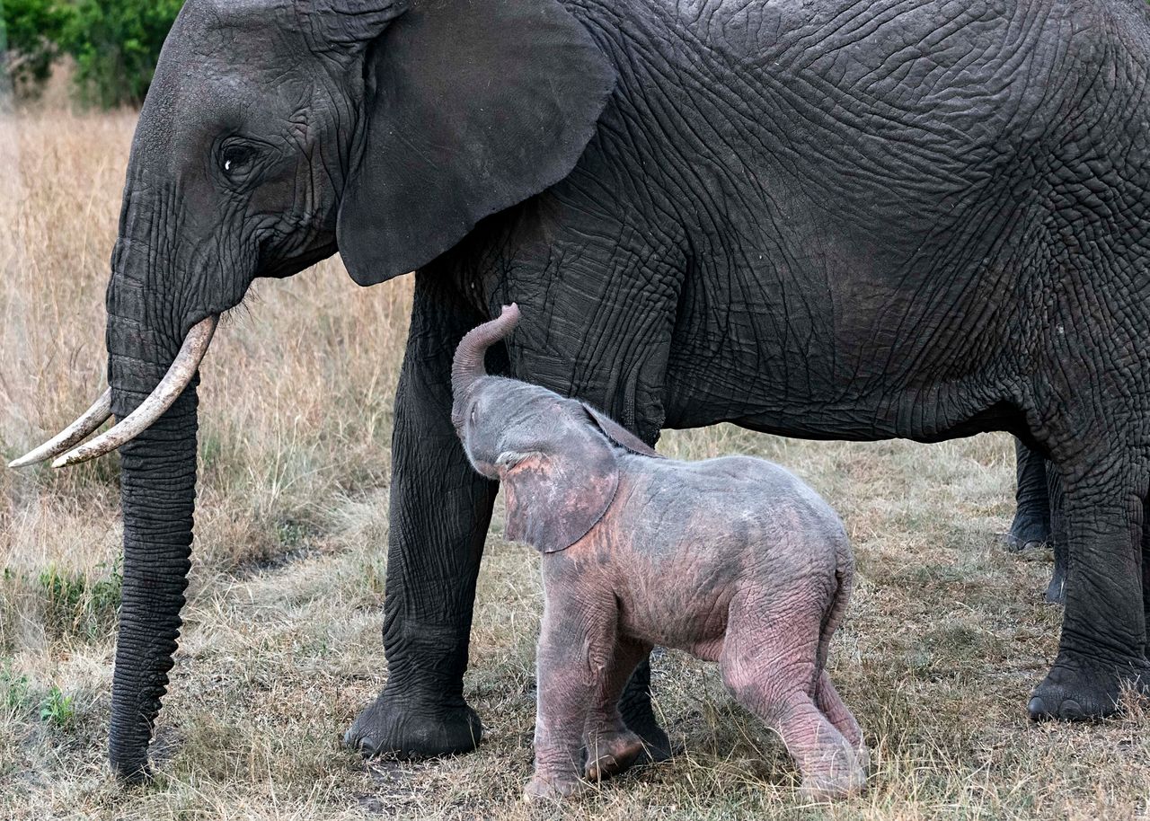 Różowe słoniątko urodziło się w Kenii. Zobacz to niecodzienne zjawisko