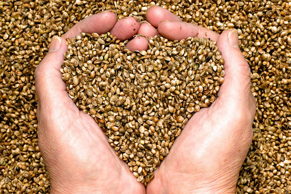 Zmielone nasiona konopne to odżywka proteinowa 