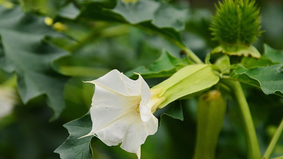 Na tarasie lub balkonie datura wymaga słonecznego stanowiska oraz stałej umiarkowanej wilgotności gleby