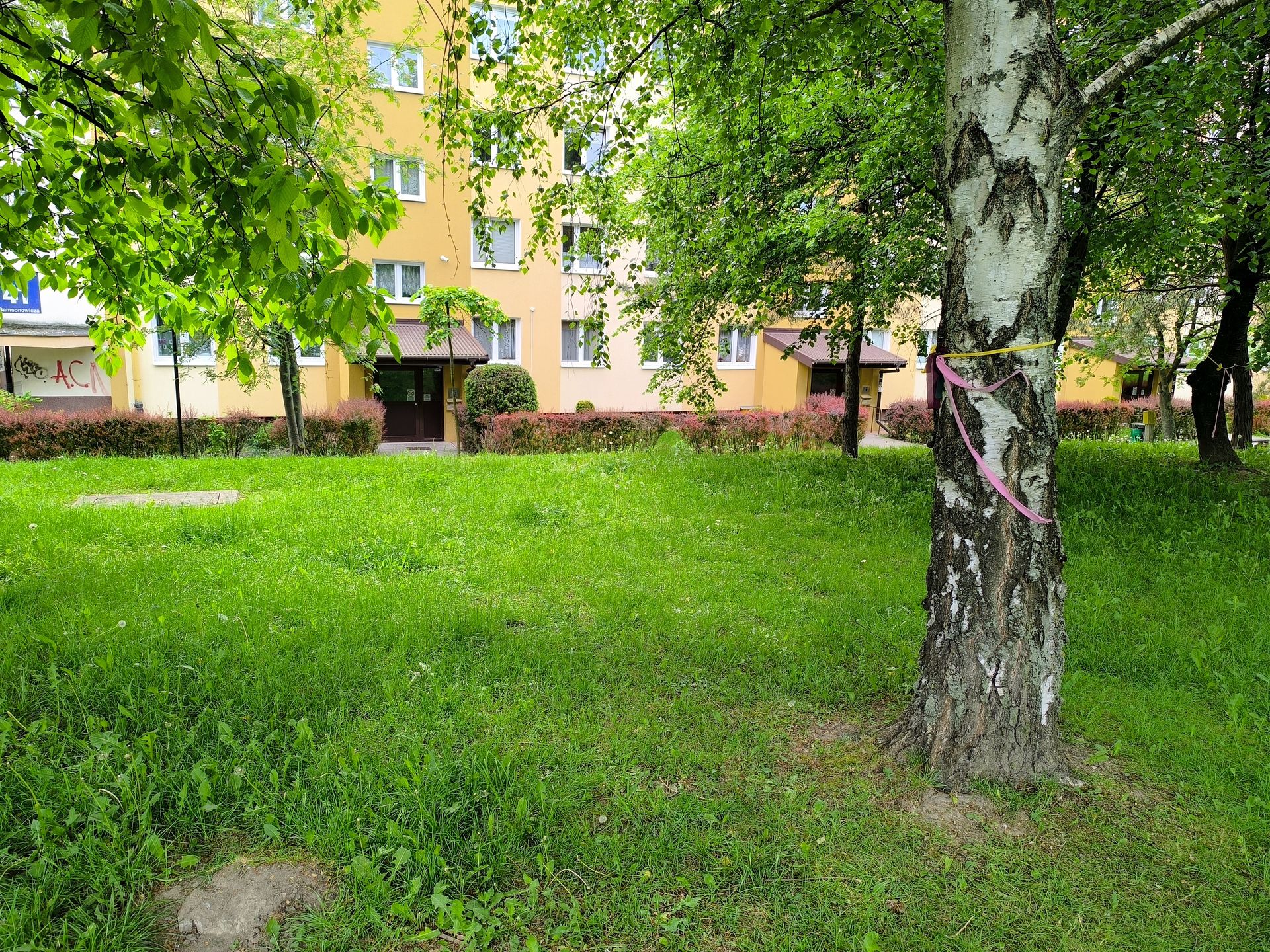 Wstążki na drzewach przeznaczonych do wycięcia