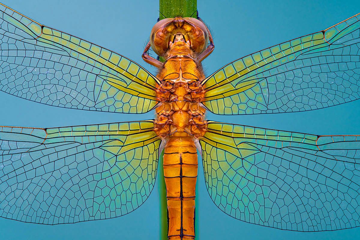 Macro Art Photo Project 2019, czyli najpiękniejsze ujęcia makro 8