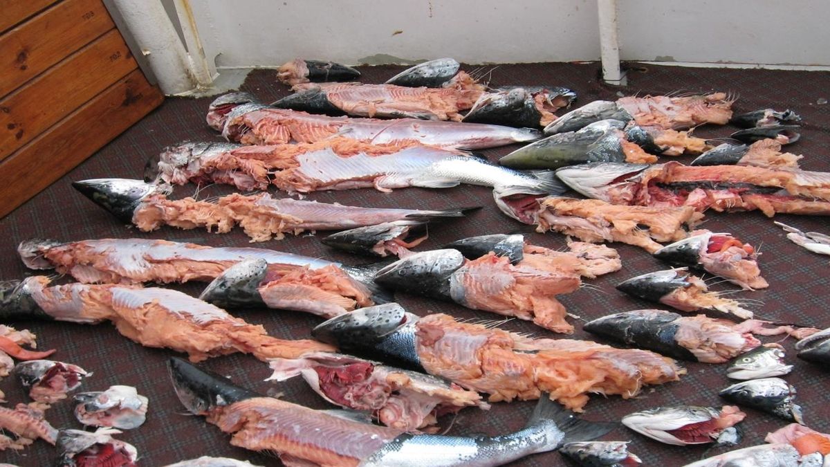 Foki zjadają więcej niż potrzebują. Do tego często wyjadą tylko co lepsze kąski