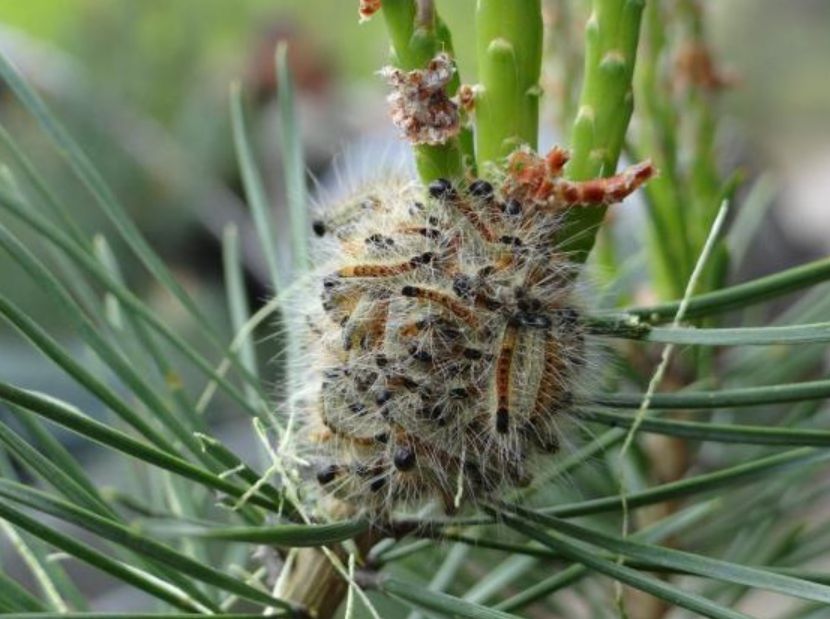 Korowódka Sosnowa żerująca na igłach drzewa (ZOL w Łopuchówku)