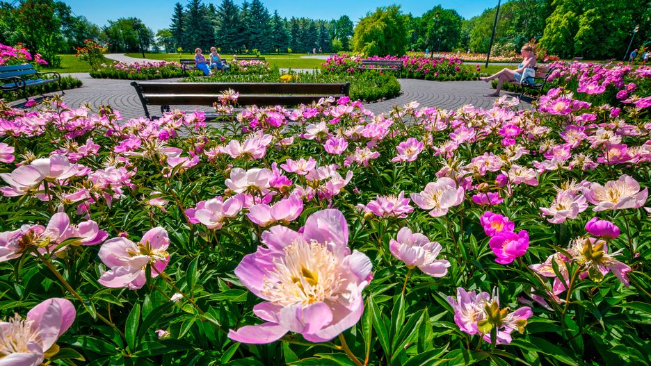 poland, polish, kuyavian-pomeranian voivodeship, flower, flowers, garden, nature, pink, plant, spring, summer, bloom, field, blossom, purple, park, beauty, flora, floral, red, landscape, colorful, leaf, gardening, meadow, grass, color, petal
