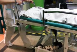 Przemyśl. Amstaffy pogryzły 12-latka. Chłopiec nie może być operowany