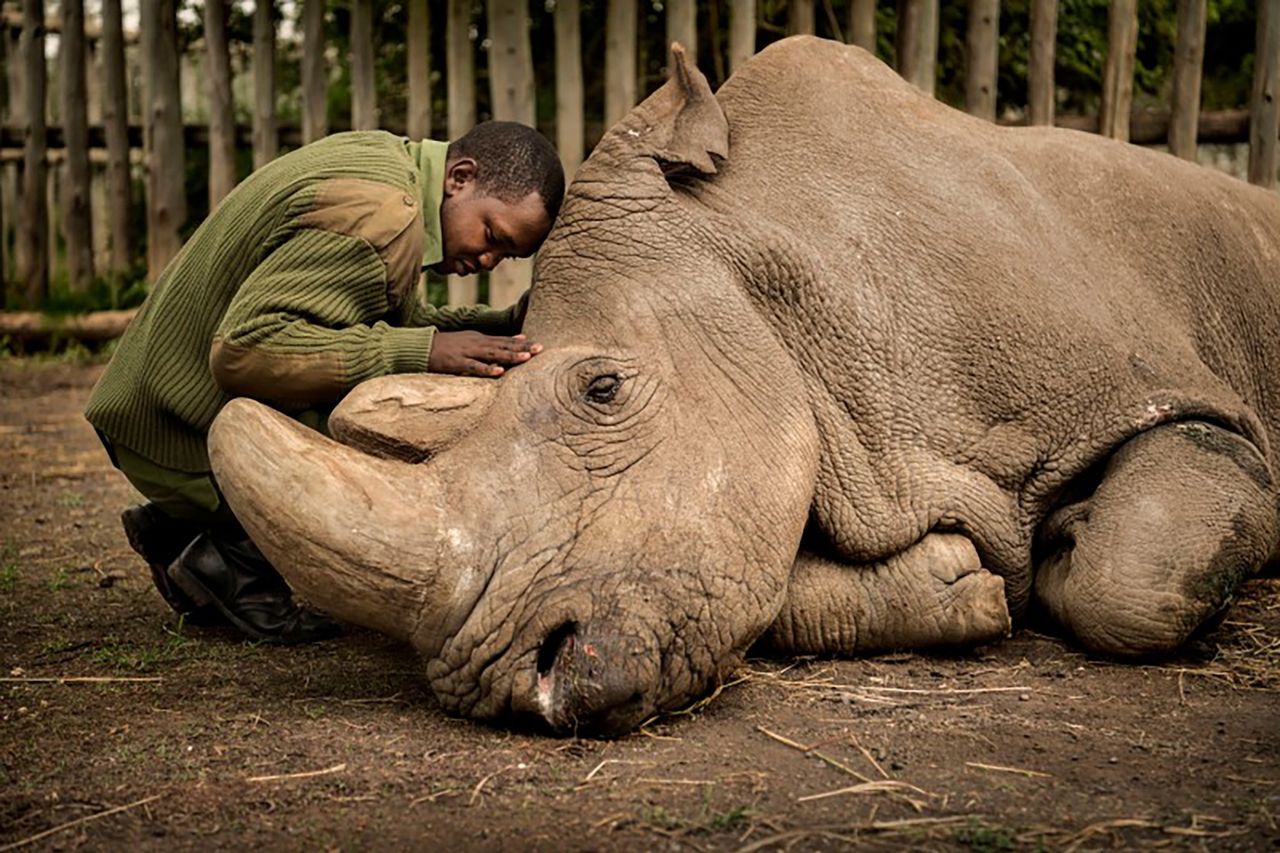 Powstał film o Sudanie, ostatnim nosorożcu północnym. Odszedł 5 lat temu