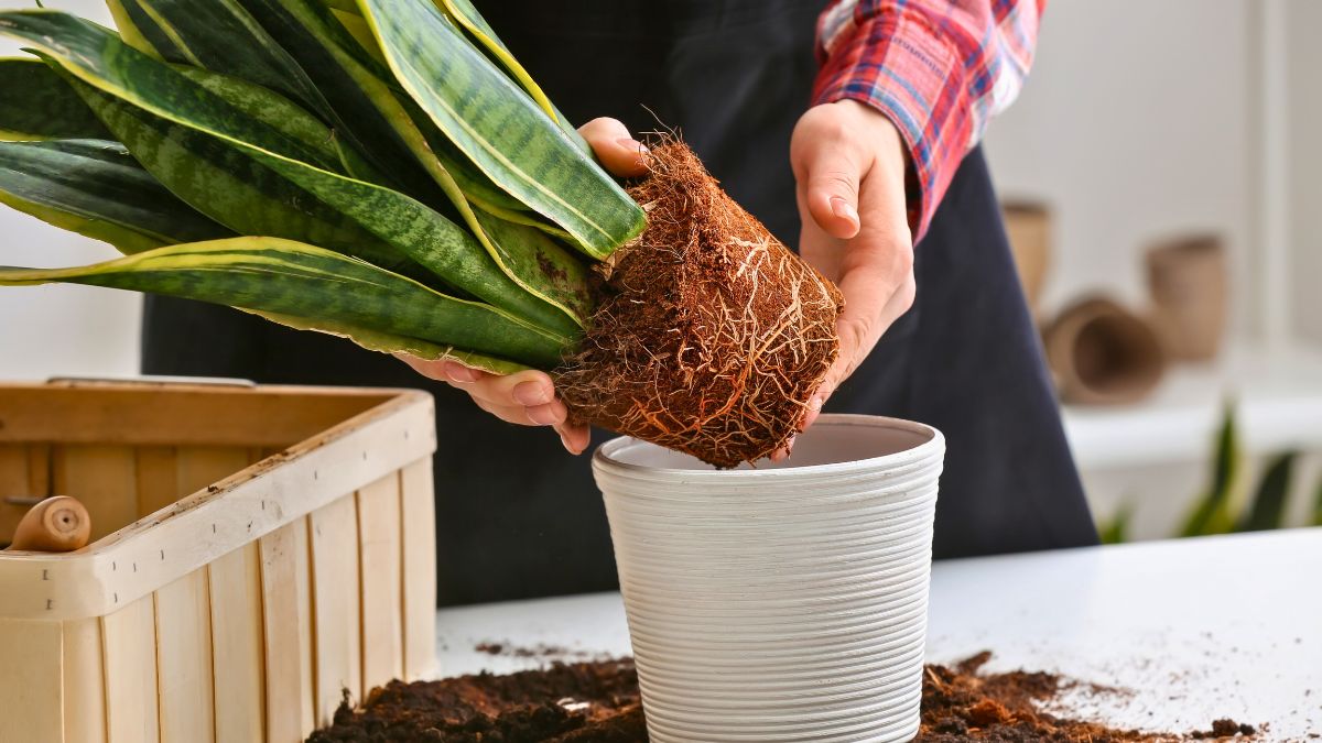 Zawsze pamiętam o tym, aby przesadzić sansewierię 