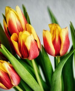 Jak przedłużyć trwałość ciętych tulipanów? Proste triki, które zrobią różnicę