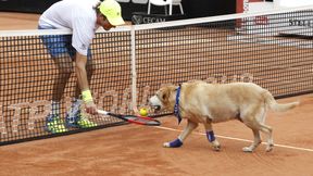 Bezpańskie psy podawały piłki podczas turnieju w Sao Paulo