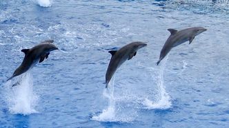 Delfiny mają najdłuższą pamięć spośród zwierząt