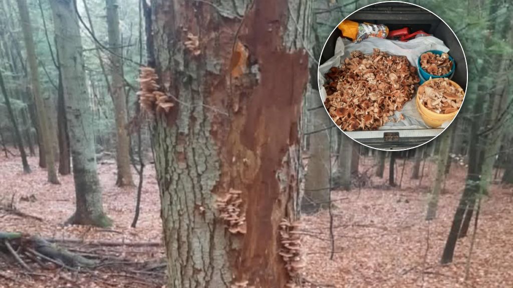 Niezwykłe odkrycie w lesie? - Strzał życia - pisze grzybiarz