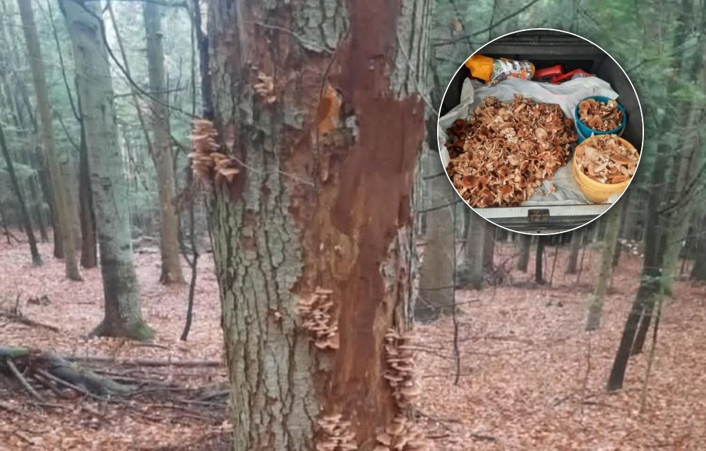 Pokazał zdjęcie i się zaczęło. "Mój strzał życia"