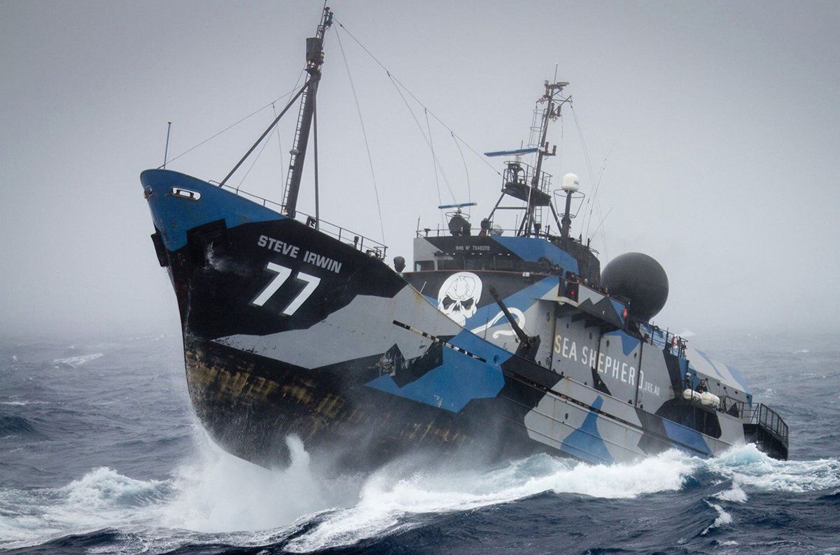 Widok okrętu i bandery Sea Shephard przeraża wielorybników nawet z daleka. Łowią gatunek otoczony ochroną i wiedzą, że w tym starciu stracić mogą swój okręt