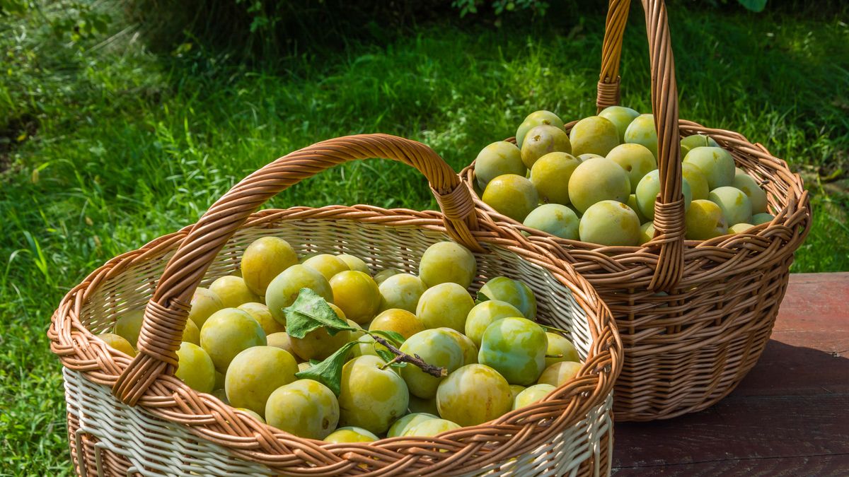 Wykorzystaj do końca sezon na śliwki.