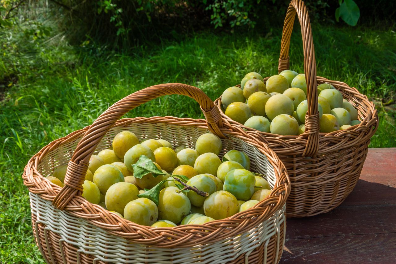 Green plums: The underrated superfruit for health and diet