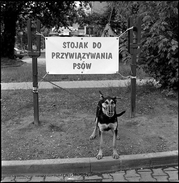 „Dog Stories" - pieskie życie na czarno-białych fotografiach Roberta Kresy 34