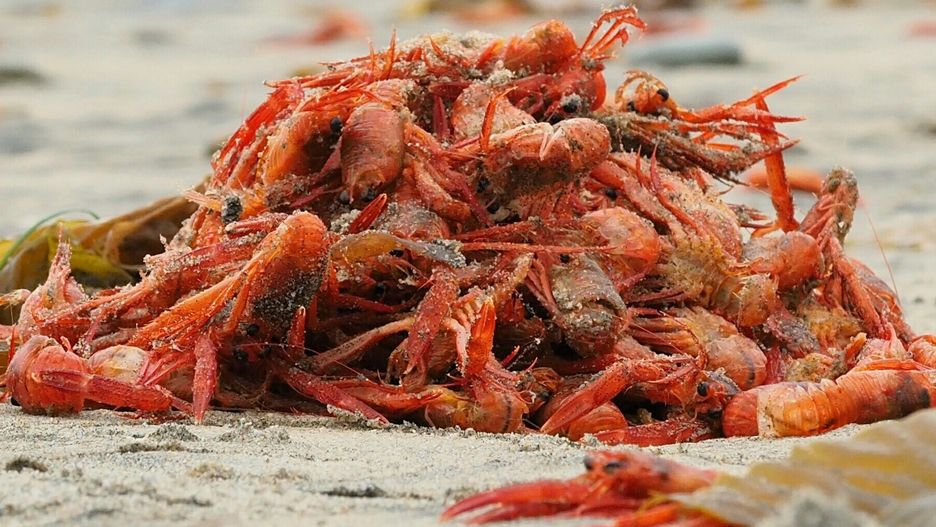 Wielka Brytania. Tysiące martwych skorupiaków znajduje się na plaży regionu Teesside w północno-wschodniej części kraju (zdjęcie ilustracyjne) 