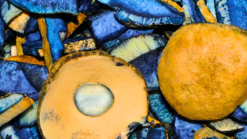 Jeden z dziwniejszych grzybów w polskich lasach. Wyróżnia się nie tylko barwą