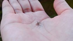 Nowa broń na komary. Ma działać w 10 minut