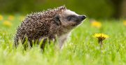 Dziś Dzień Jeża. Ile wiesz o tych kolczastych istotach?