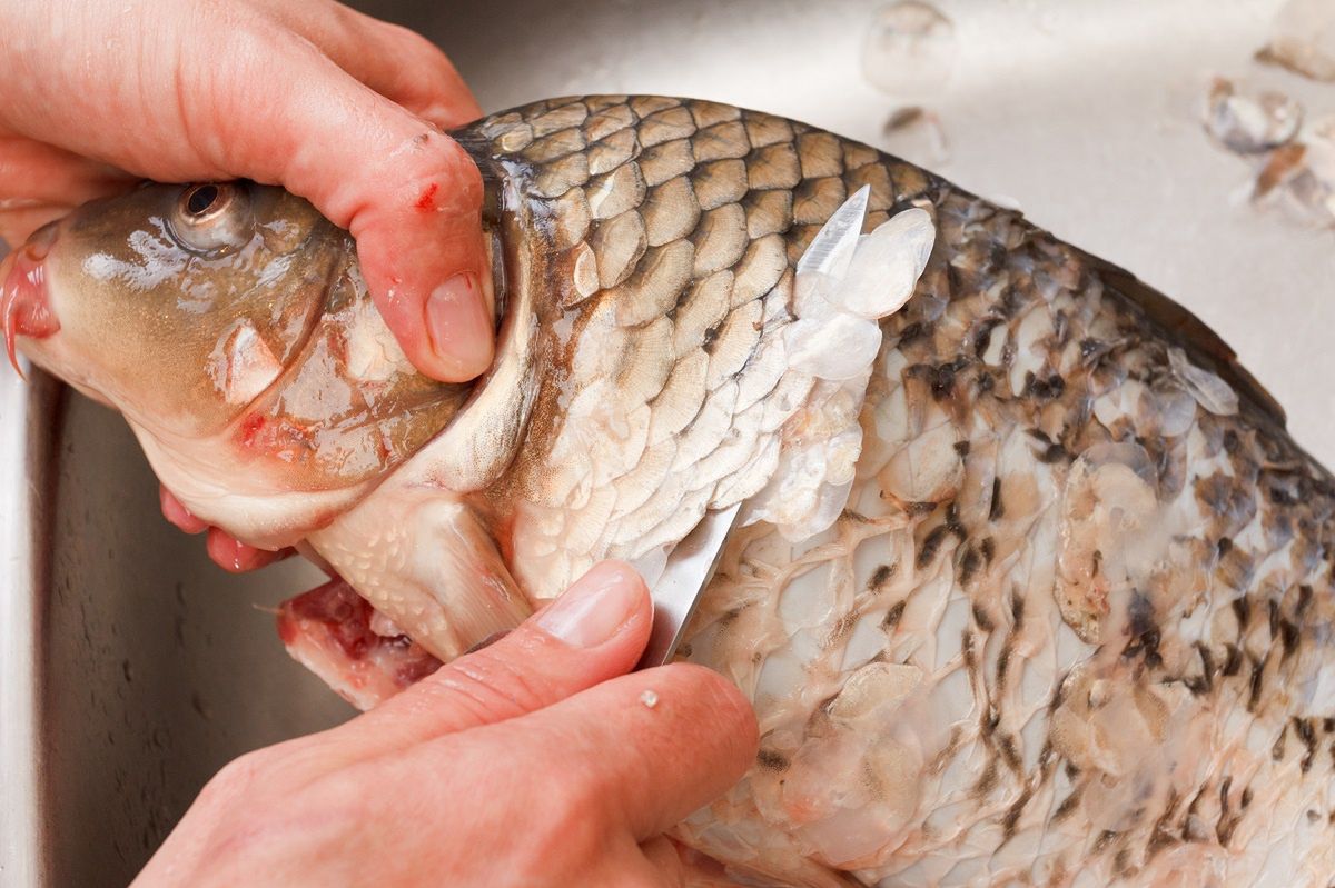 This is how quickly you will get rid of carp scales.