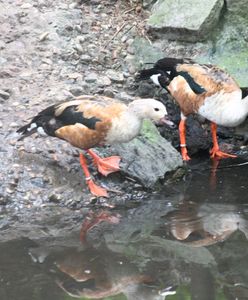 Warszawa. On gwiżdże, ona gdacze. Nowi mieszkańcy w zoo przyjechali z Ostrawy