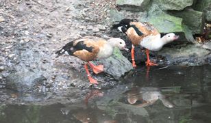 Warszawa. On gwiżdże, ona gdacze. Nowi mieszkańcy w zoo przyjechali z Ostrawy