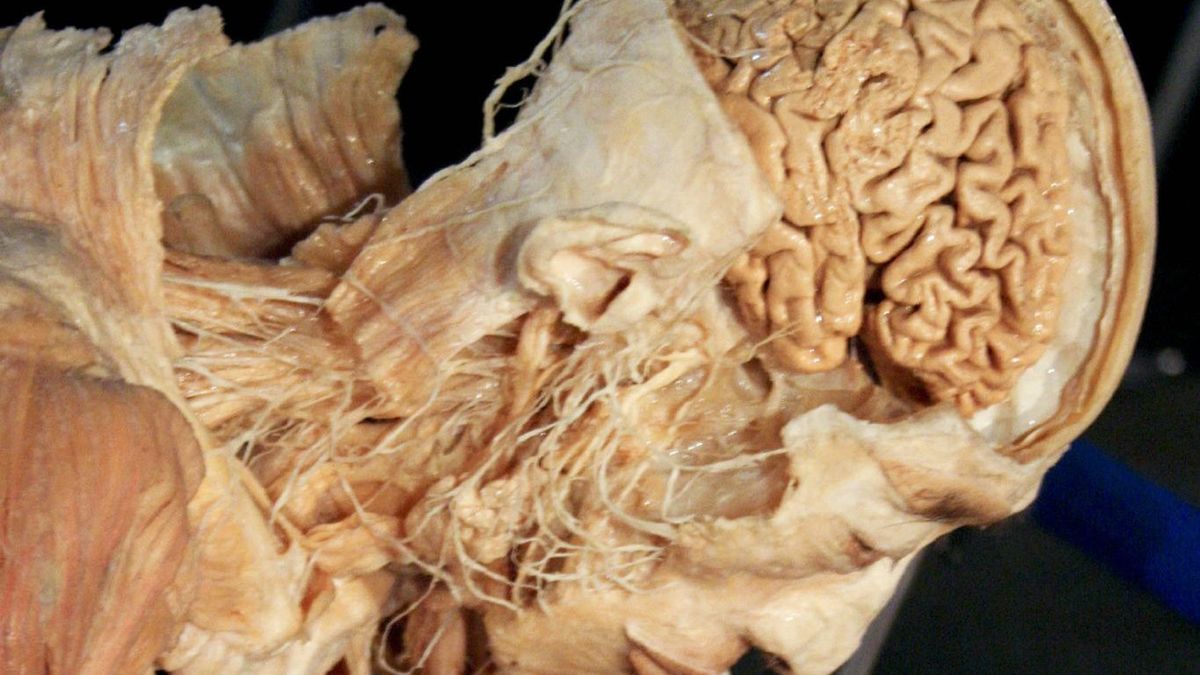 Ludzki mózg się kurczy - to wina rolników? 1