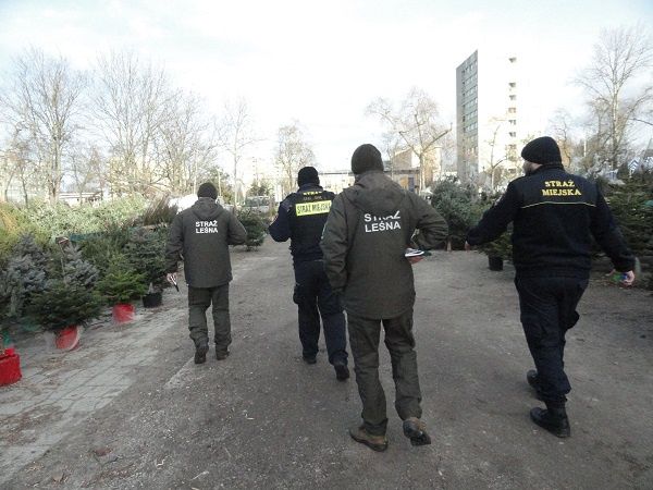 Kontrole sprzedawców choinek