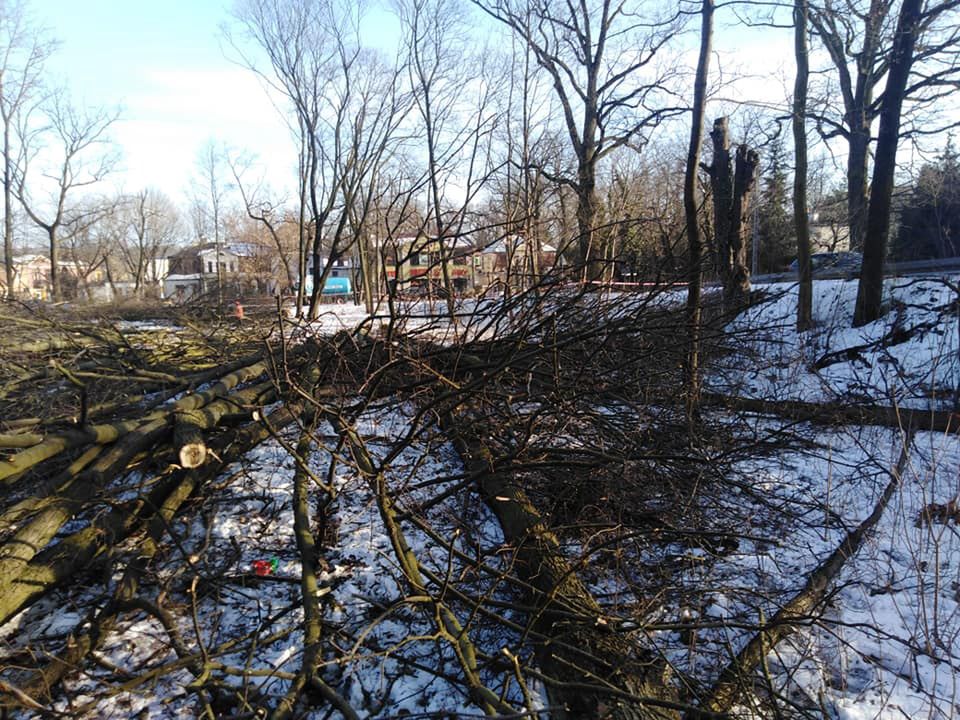 Milanówek. W centrum wycięto ponad 60 drzew