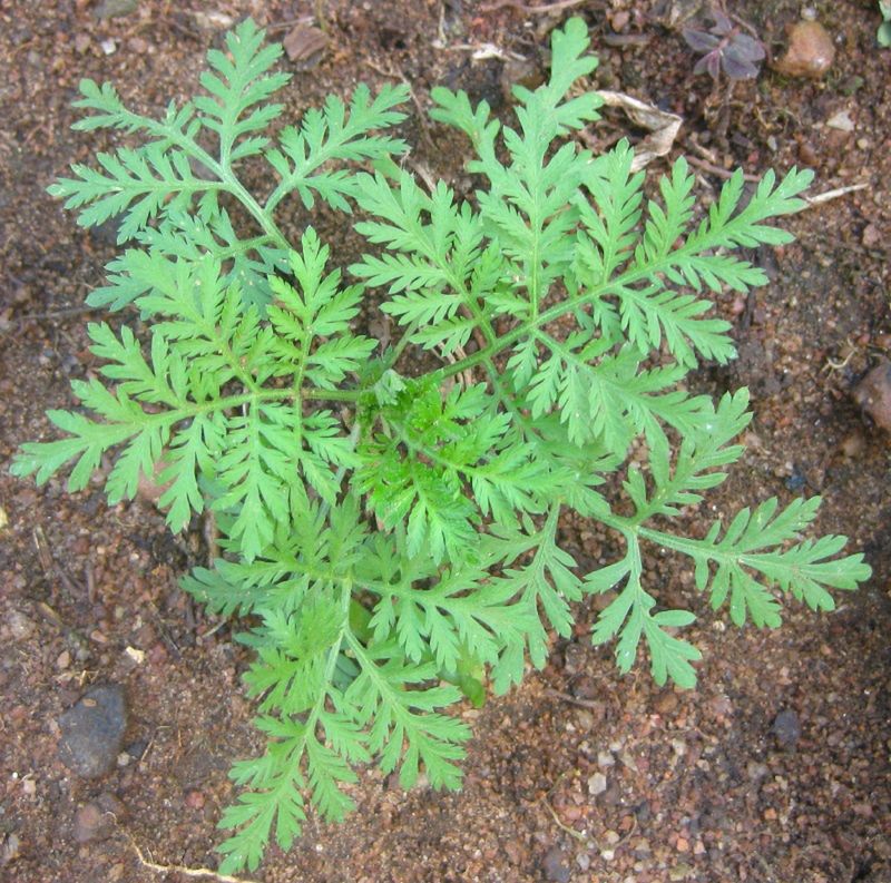 Pospolita roślina może pomóc w walce z COVID-19