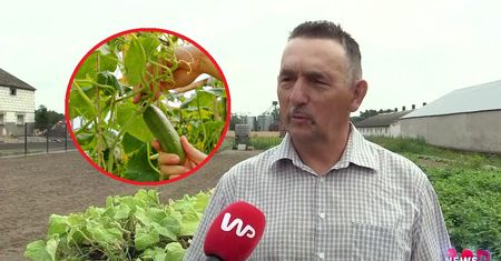 Po ogórki przyjeżdżają tu ludzie z całej Polski. Rolnik z Wielkopolski zdradził sekret