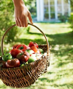 Maison Margiela Fragrances prezentuje ‘From the Garden’: To odtworzenie wspomnienia słonecznego popołudnia podczas zbioru pomidorów w zielonym ogrodzie