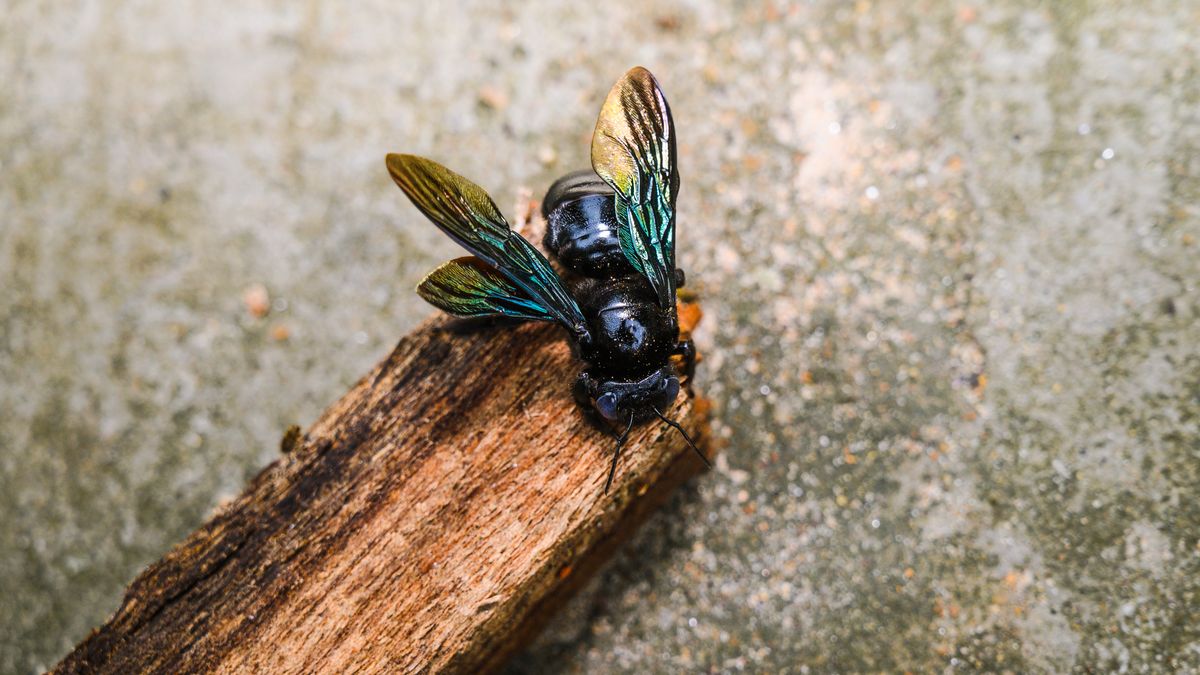 Czarna pszczoła widziana na Roztoczu