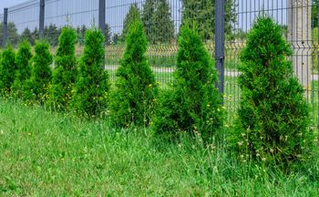 Jak blisko płotu można sadzić tuje? Prawo mówi jasno