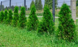 Jak blisko płotu można sadzić tuje? Prawo mówi jasno