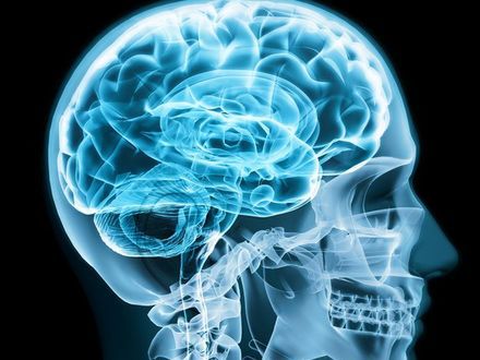 Trzy mózgi – jak funkcjonuje nasz umysł?