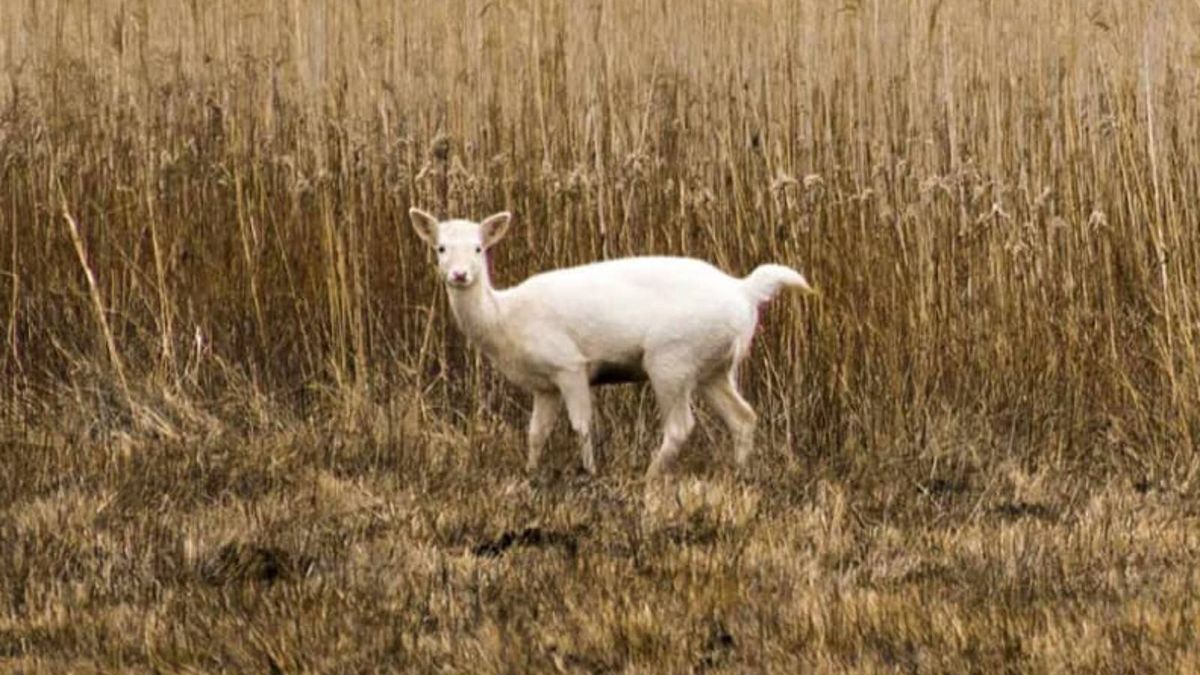 Daniele w polskim lesie najczęściej nie są koloru białego. Ten przypadek jest bardzo rzadki