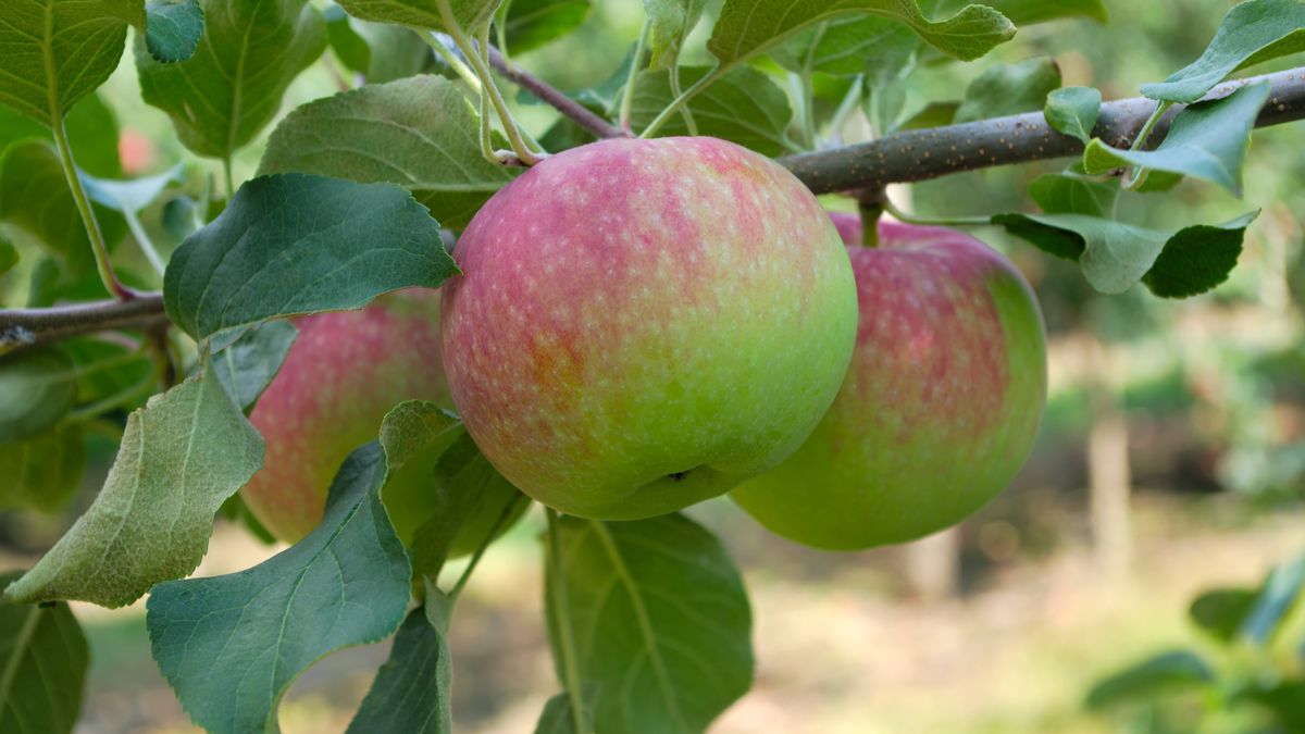 Jabłka Paulared mają lekko słodki smak z nutą truskawek
