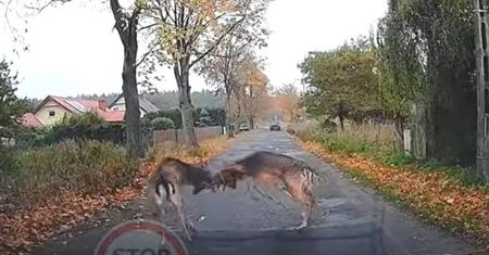 Bójka danieli na środku ulicy. Przypadkowe nagranie podbija internet