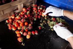 Mieszkaniec Kijowa wysypał tonę ziemi na balkon. Chciał uprawiać truskawki