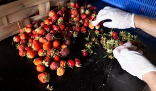 Mieszkaniec Kijowa wysypał tonę ziemi na balkon. Chciał uprawiać truskawki