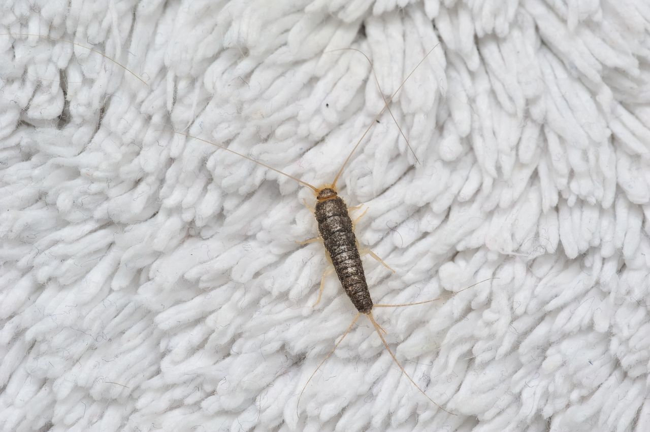 Mix two ingredients, and silverfish will quickly disappear from your apartment.