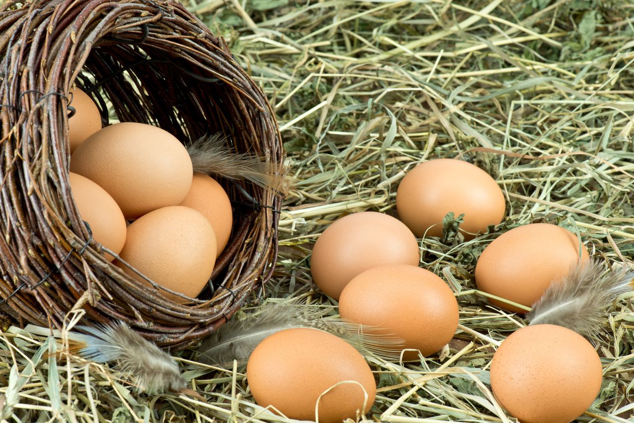 Eggs should permanently be included in the diet.