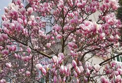 Cieszyn. Magnoliowym szlakiem…spieszcie się