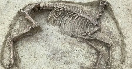 Szczątki mężczyzny i konia bez głowy sprzed 1400 lat. Niezwykłe odkrycie na cmentarzu w Niemczech