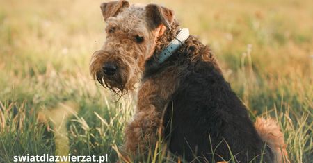Airedale Terrier