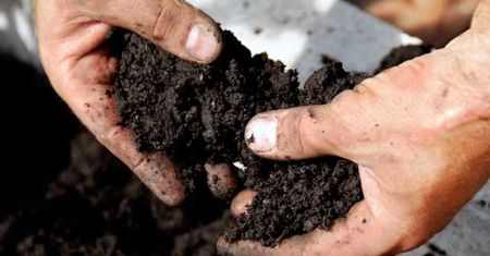 Bujne rośliny za sprawą naturalnego nawozu. Efekt cię zadziwi