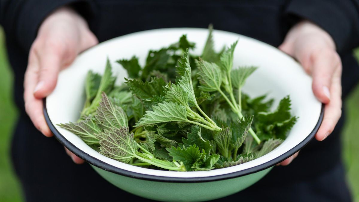 Z pokrzywy można przygotować zdrową i pożywną zupę krem